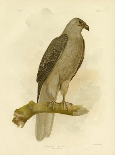 Aquila fischiante o nibbio fischiante, 1891 da Gracius Broinowski